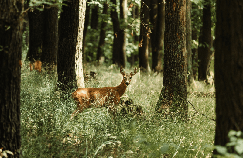 Boscafé 'T Hijgend Hert